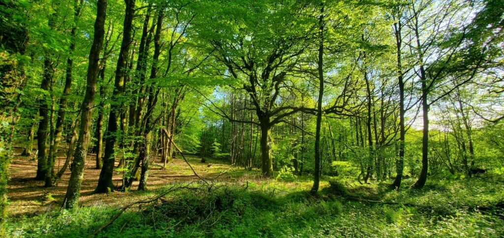 Prairie au bord d'un bois